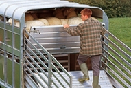 easy-load-sheep-deck